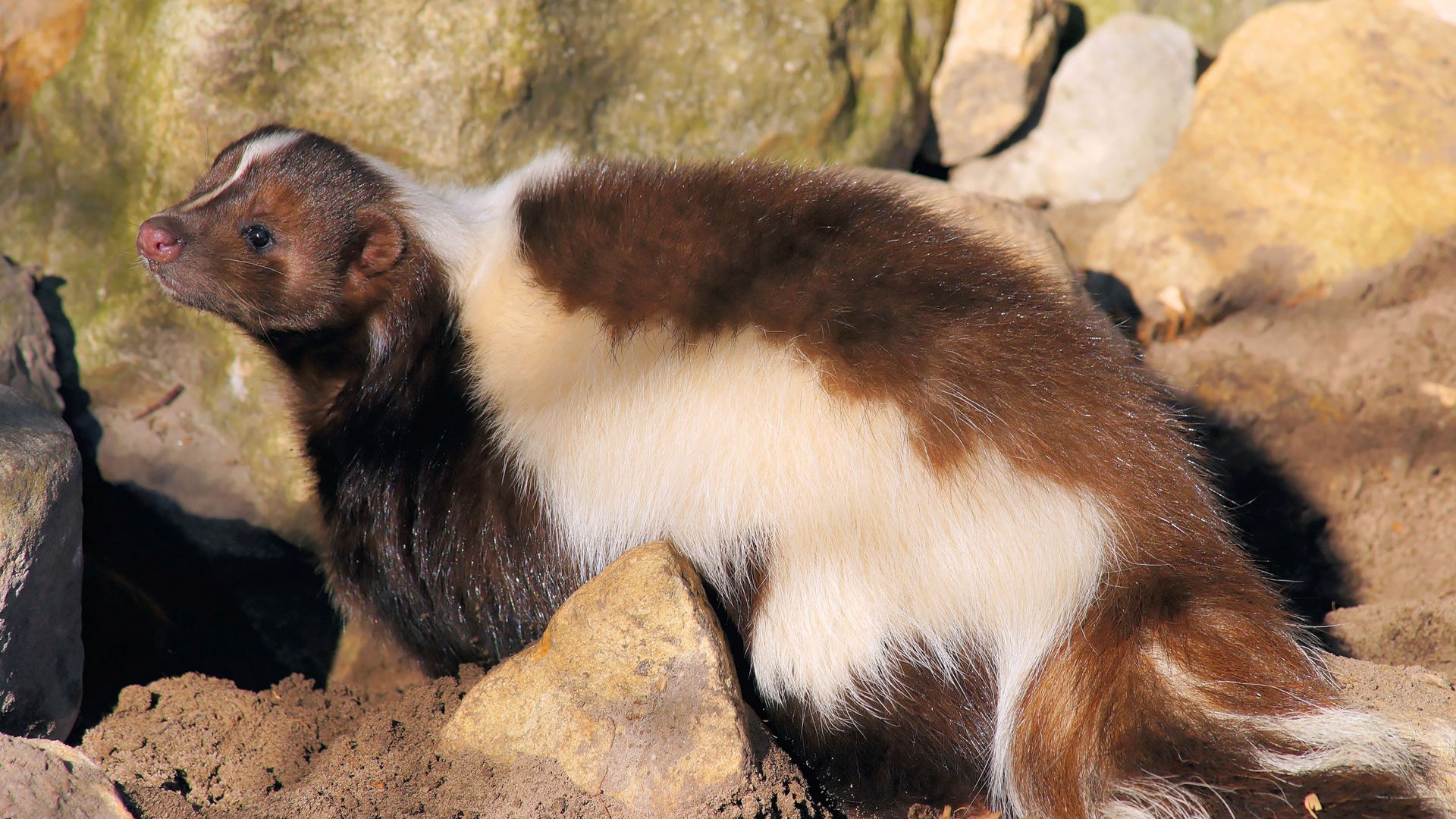 skunk-img-001