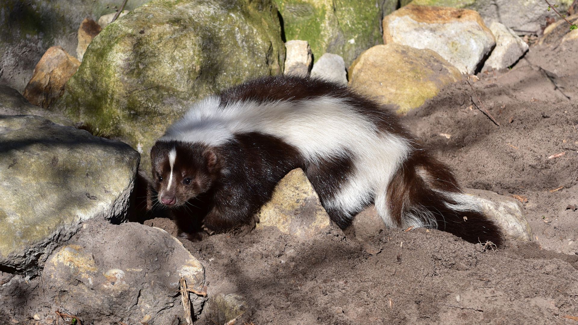 skunk-img-002