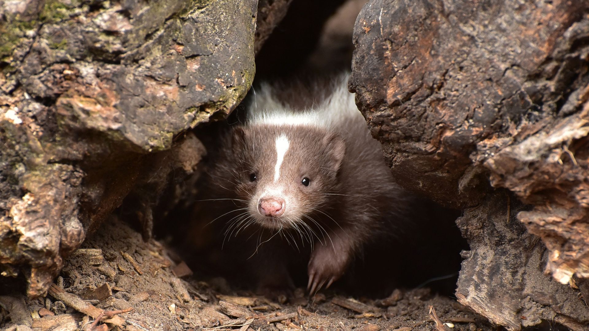 skunk-img-003